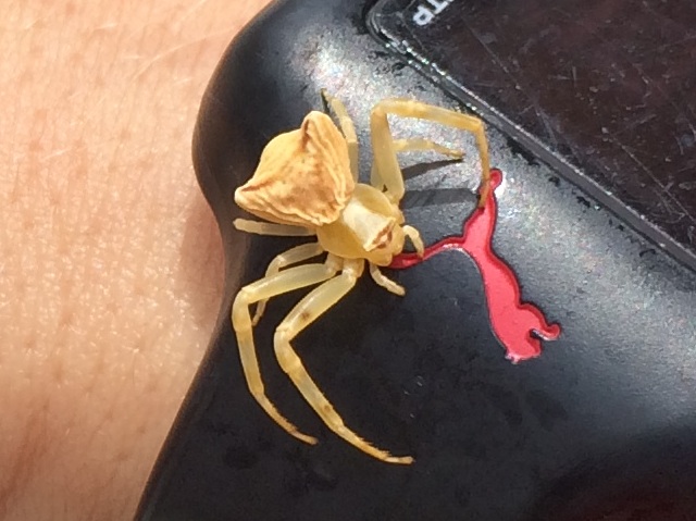 Thomisus onustus - Lefkada (Grecia)